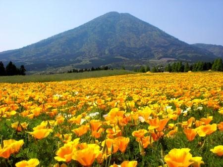 霧島連峰を背に、オレンジ色のポピーが咲き誇っている花畑の写真
