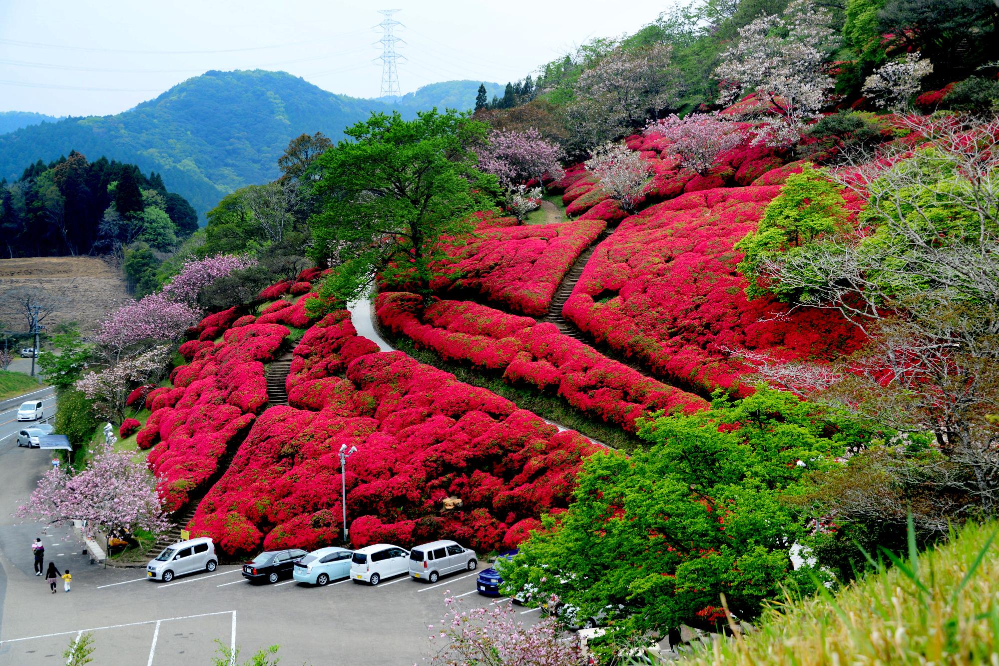 小林の萩の花祭り