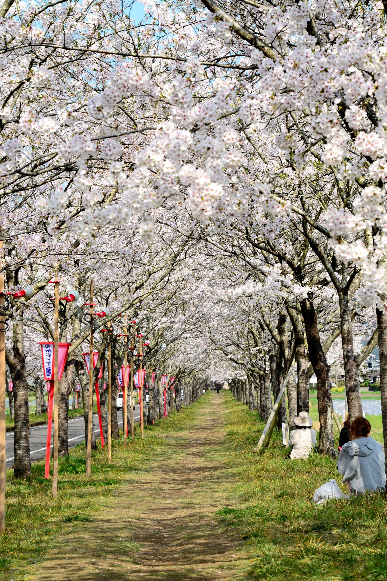 小林の桜祭り